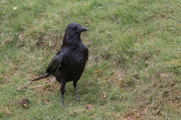 Carrion Crow