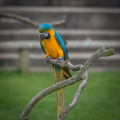 Captive macaw