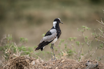 Blacksmith lapwing or plover - Vanellus armatus