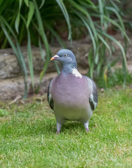 Wood pigeon