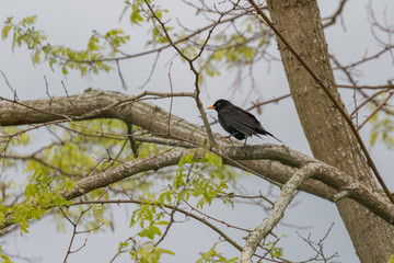 Common eurasian blackbird