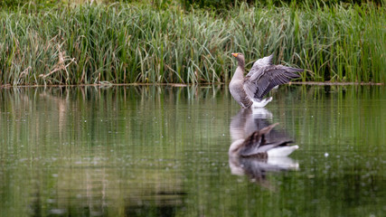 Greylag Goose