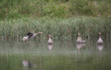 Greylag Goose