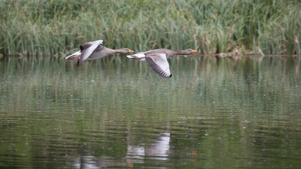 Greylag Goose
