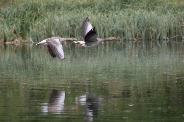 Greylag Goose