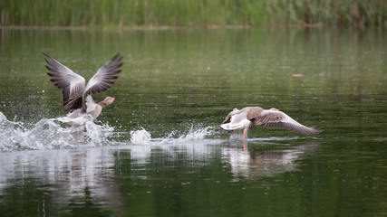 Greylag Goose