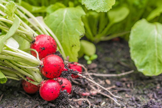 Frische Radieschen nach der Ernte