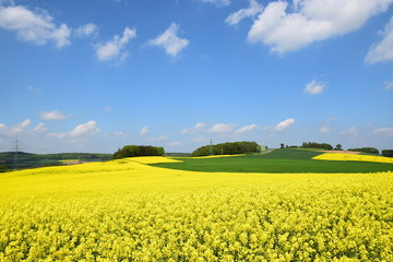Fototapeta premium Gelbes Blütenmeer