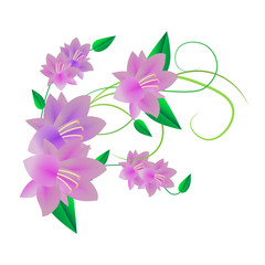 pale purple flowers on white background