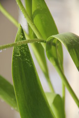 Obraz premium Liście tulipanów.