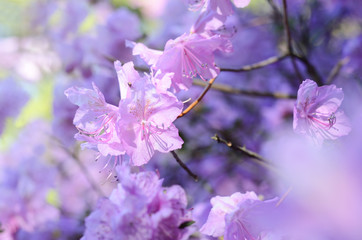 Rhododendron dauricum. Rhododendron branch. Gentle pink rhododendron blossoms in the garden. Beautiful asian spring flower. Romantic background.