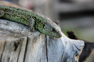 lizard on a stump