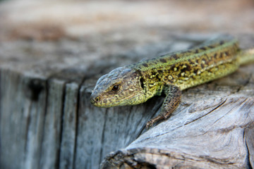 a lizard watching from a tree stump