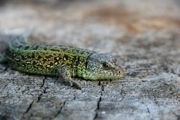 lizard on a stump