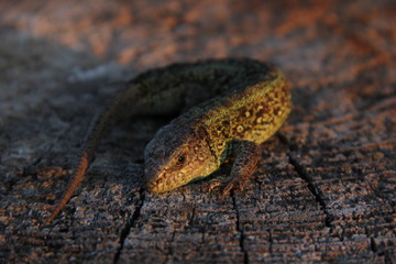 lizard on a stump