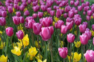 Obraz premium Purple tulips for spring background 