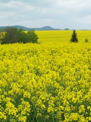 Obraz premium Rape field