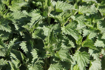 young nettles