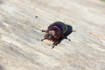 the may beetle and its larva