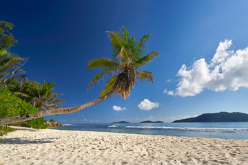 Palmen am Strand - paradiesisch