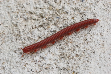 millipede