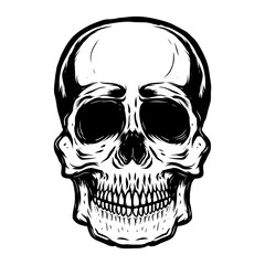 Hand drawn human skull on white background. Vector illustration