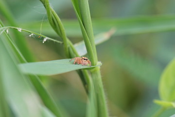 jumping spider