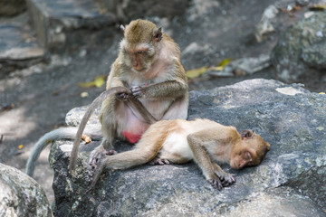 Mother monkey cleaning tail of her baby.