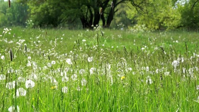 gr&uuml;ne wiese mit pusteblumen