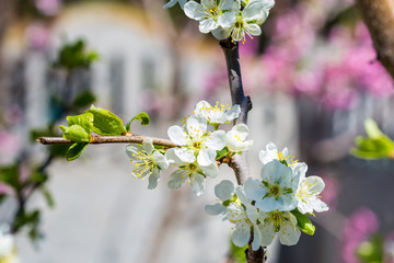 Flower of a blossoming tree.