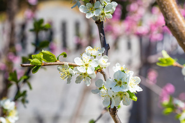 Flower of a blossoming tree.