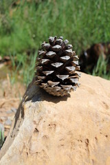 pomme de pin sur un rocher