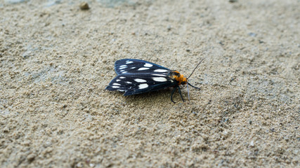 Butterfly on sand