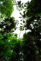 Holy pond ,Kham Chanod forest inside the temple. In Udon Thani at Thailand.