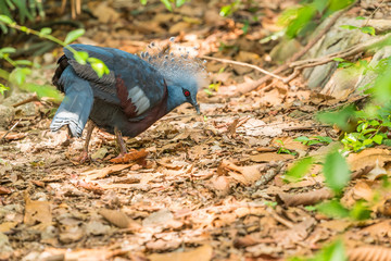 Victoria Crowned Pigeon is looking for food on the forest floor.