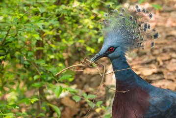 Victoria Crowned Pigeon is picking up the small branch to make the nest.