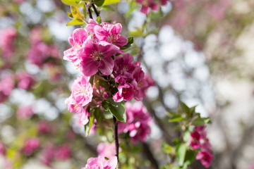 Beautiful red flowers on an apple tree