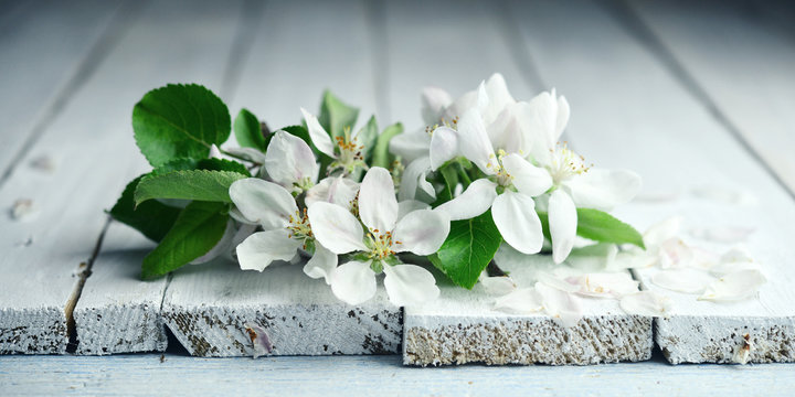 Fototapeta kwiaty jabłoni na starej jasnej desce