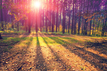 Pine forest in the morning in autumn. Sunrise over the forest