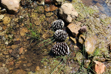 3 pommes de pin dans un ruisseau
