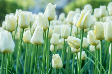 Fotobehang Tulp White tulips
