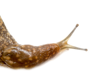 Slug snail on white background