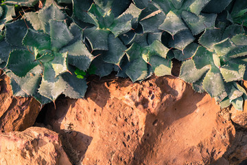 Old stone wall with ivy, cactus and grass as background texture