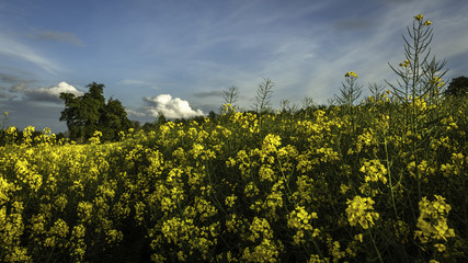 Rapeseed Field