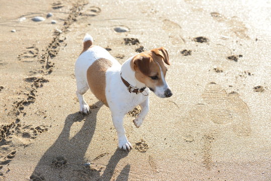 Jack Russell Terrier (JRT)