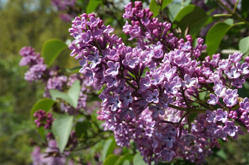 Fototapeta na wymiar Lilac flower