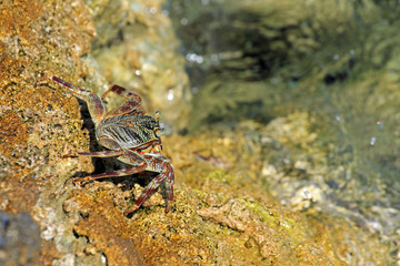 Maldivian crab, Ari Atol, Maldives