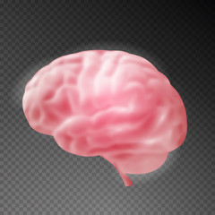 Realistic human brain on transparent background. Vector illustration.