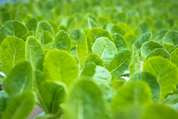 Lettuce farm with leaves for background texture soft focus