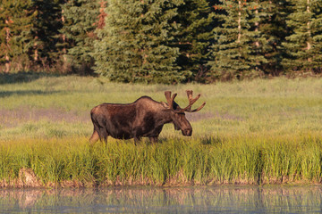 Shiras Moose of The Colorado Rocky Mountains